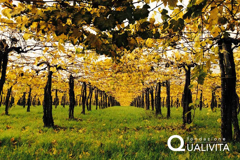 Trebbiano d’Abruzzo DOP foto-1