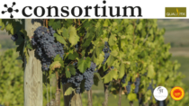 Maremma DOP simbolo di una Toscana del vino alternativa
