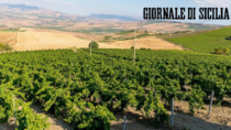 Salaparuta DOP: aumenta la produzione del vino