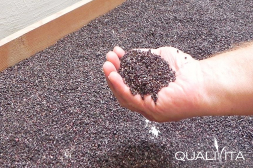 Cochinilla de Canarias DOP Foto-1 Cochinilla de Canarias DOP foto-1