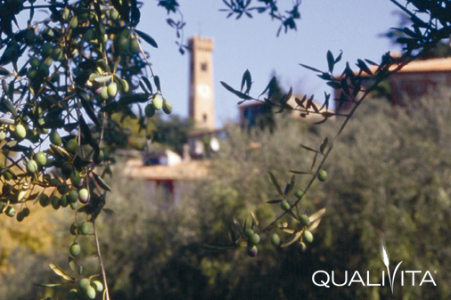 Colline di Romagna DOP – Olio EVO foto-1