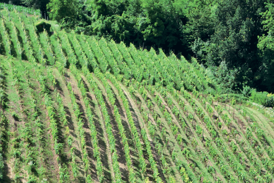 Dolcetto di Ovada Superiore DOP foto-1
