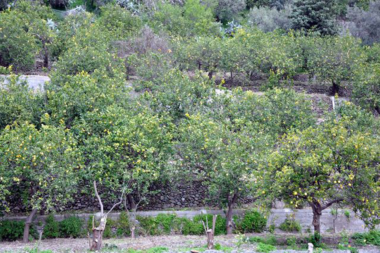 Limone Interdonato Messina IGP foto-4