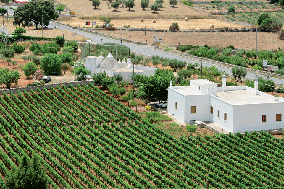 Puglia IGP foto-1