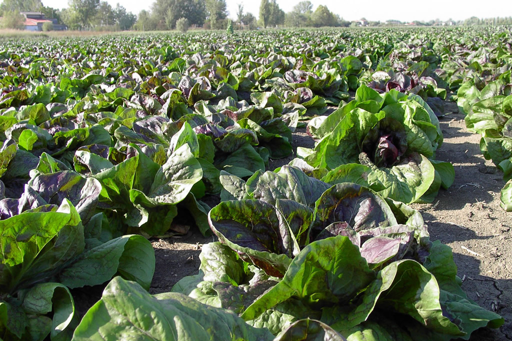 Radicchio di Chioggia IGP foto-6