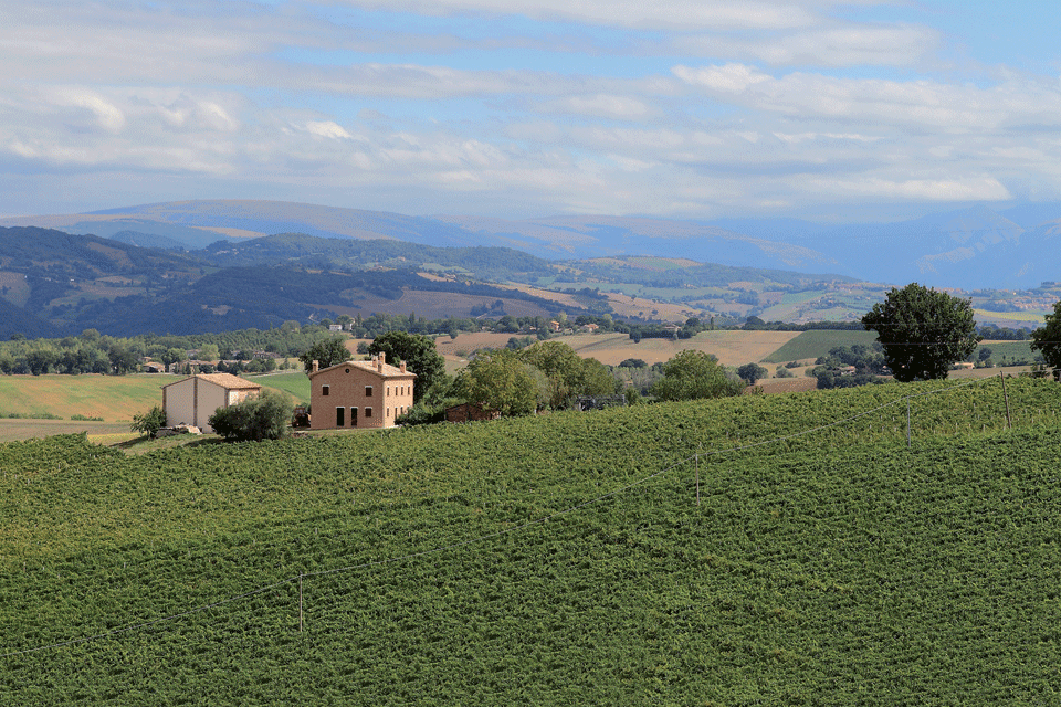 Verdicchio di Matelica Riserva DOP foto-1