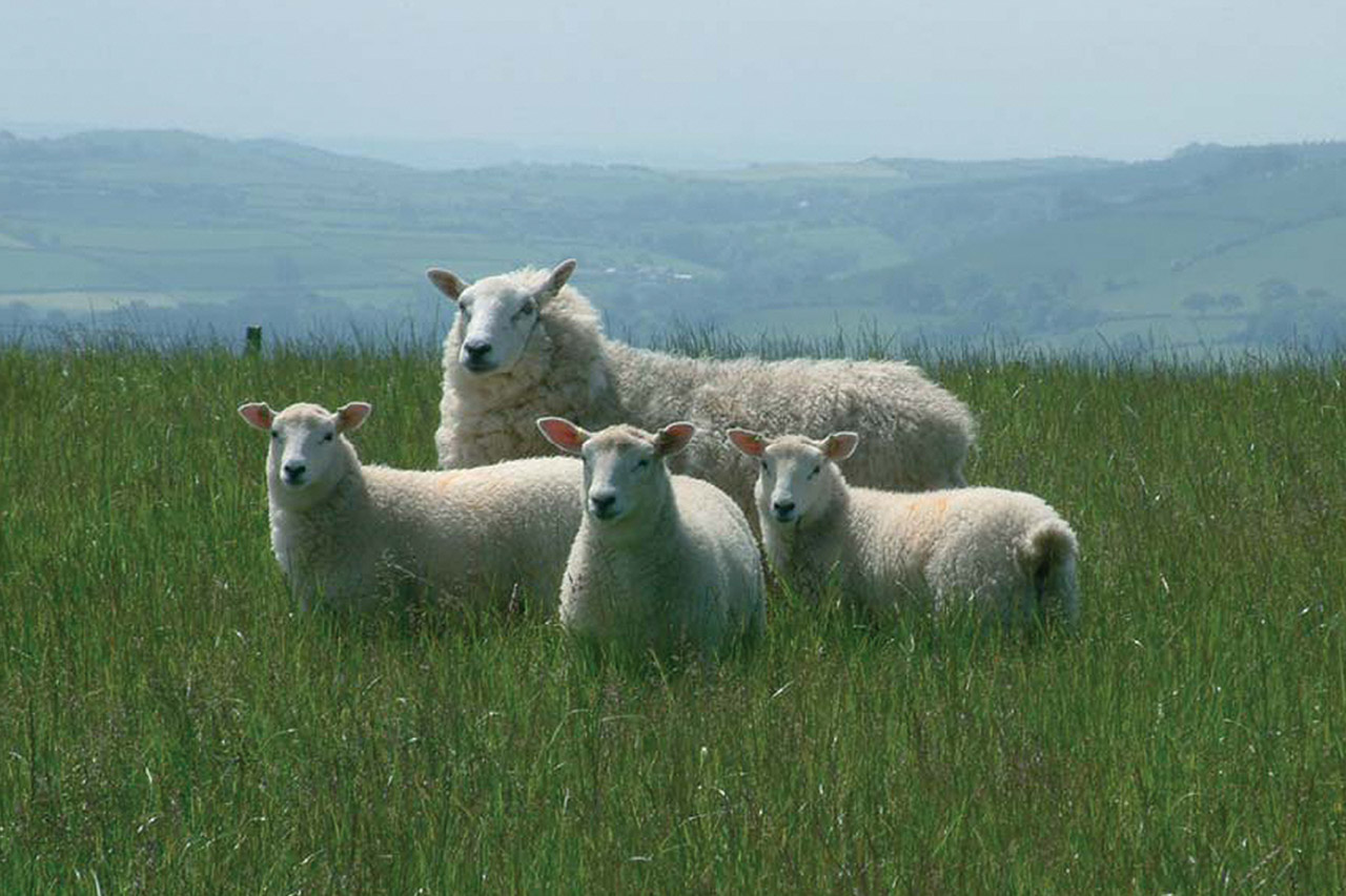 Welsh lamb IGP foto-1