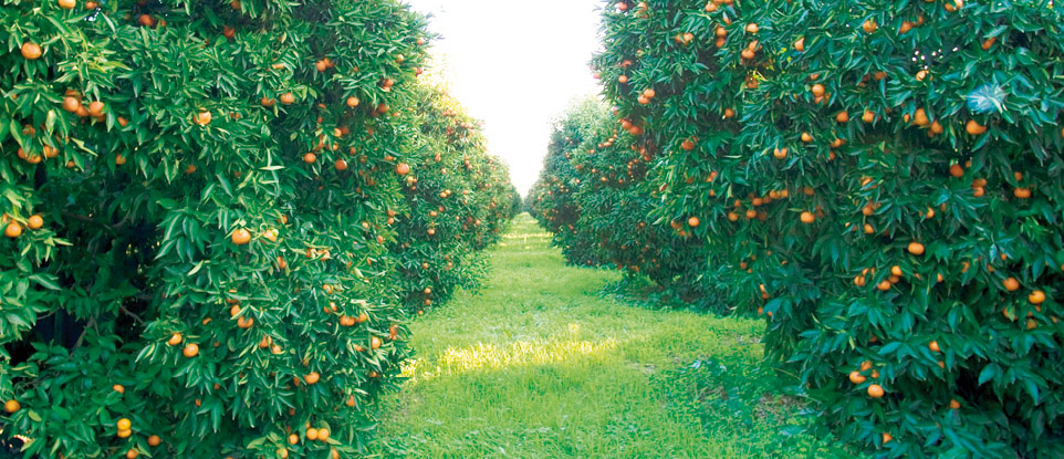 Clementine di Calabria IGP foto-6