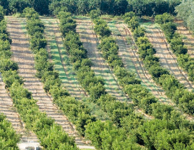 Clementine di Calabria IGP foto-10