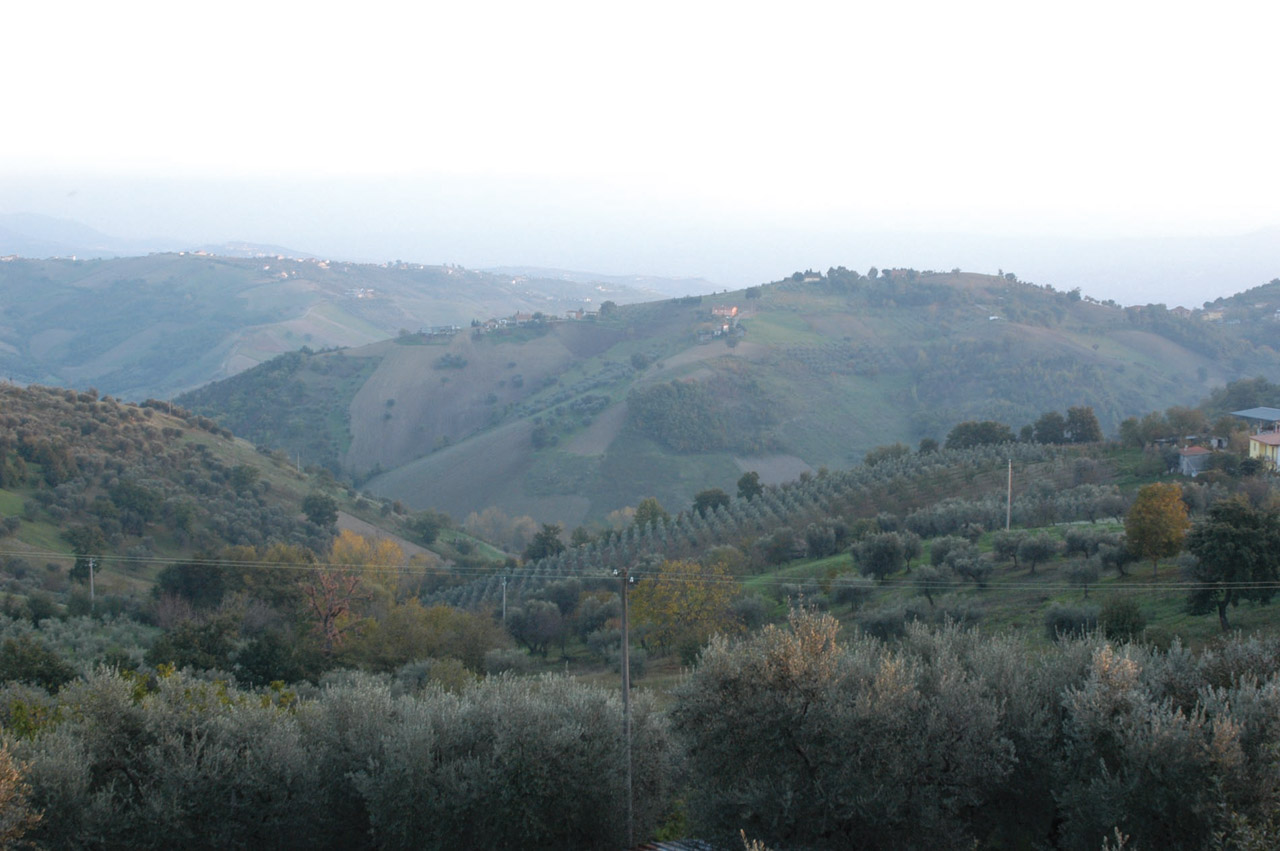 Irpinia – Colline dell’Ufita DOP – Olio EVO foto-4