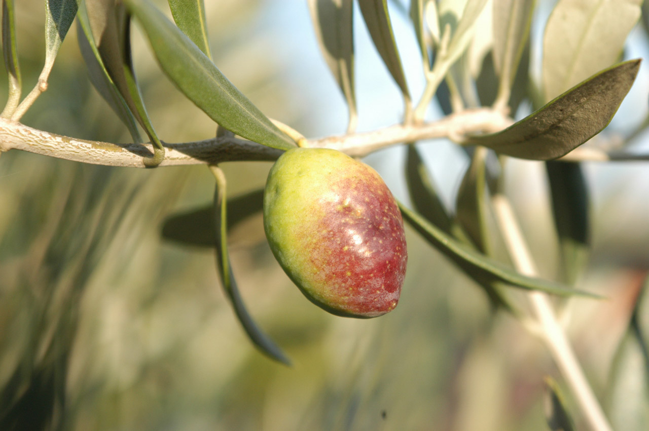 Irpinia – Colline dell’Ufita DOP – Olio EVO foto-8