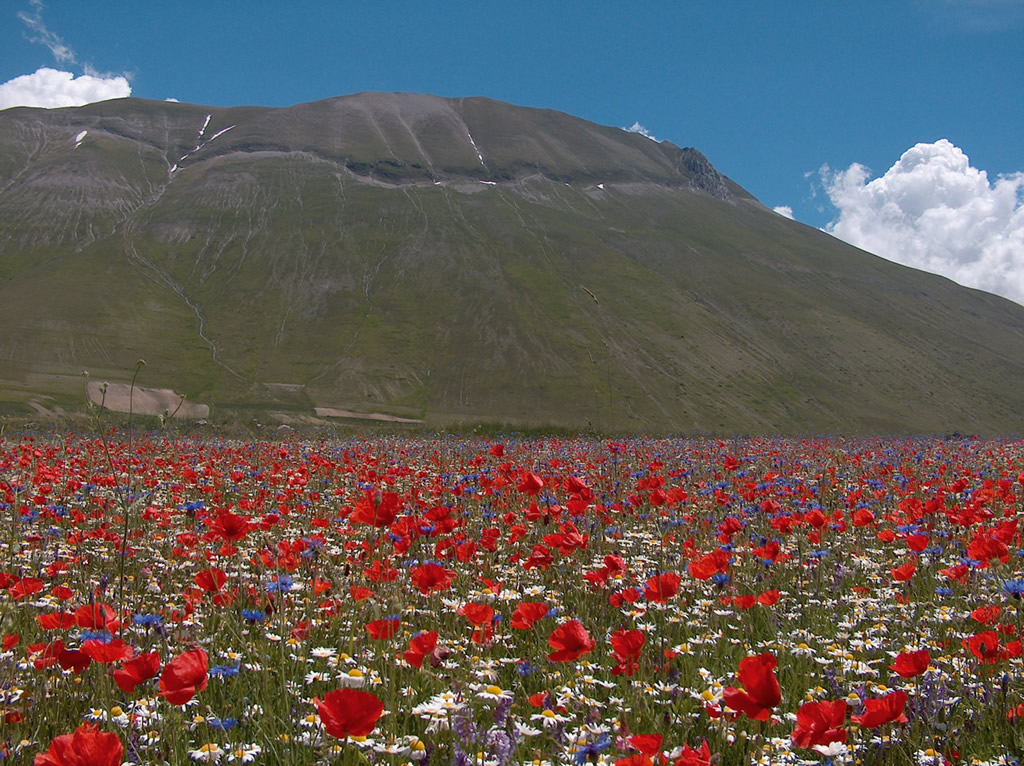 Lenticchia di Castelluccio di Norcia IGP foto-12