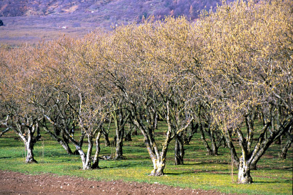 Nocciola Romana DOP foto-4