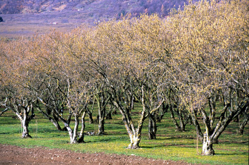 Nocciola Romana DOP foto-4