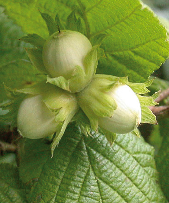 Nocciola Romana DOP foto-3