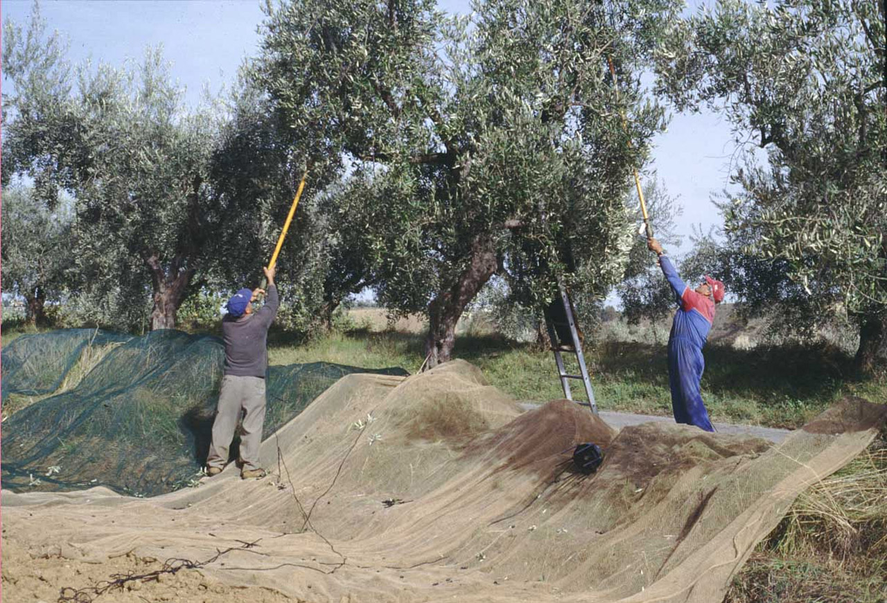 Pretuziano delle Colline Teramane DOP – Olio EVO foto-3