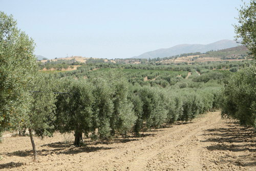 Sardegna DOP – Olio EVO foto-2