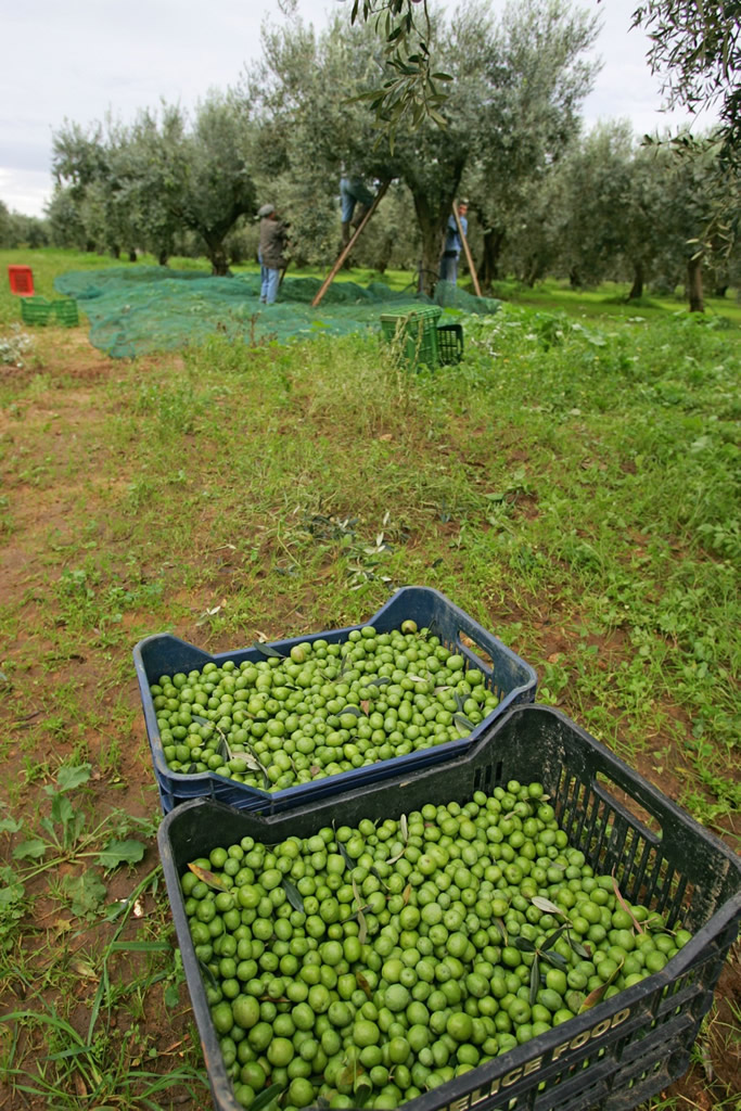 Valle del Belice DOP – Olio EVO foto-6