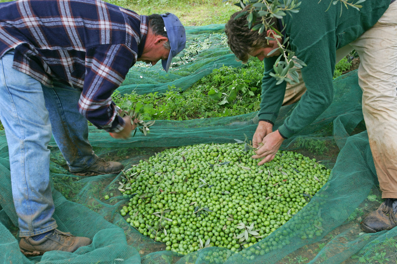 Valle del Belice DOP – Olio EVO foto-4