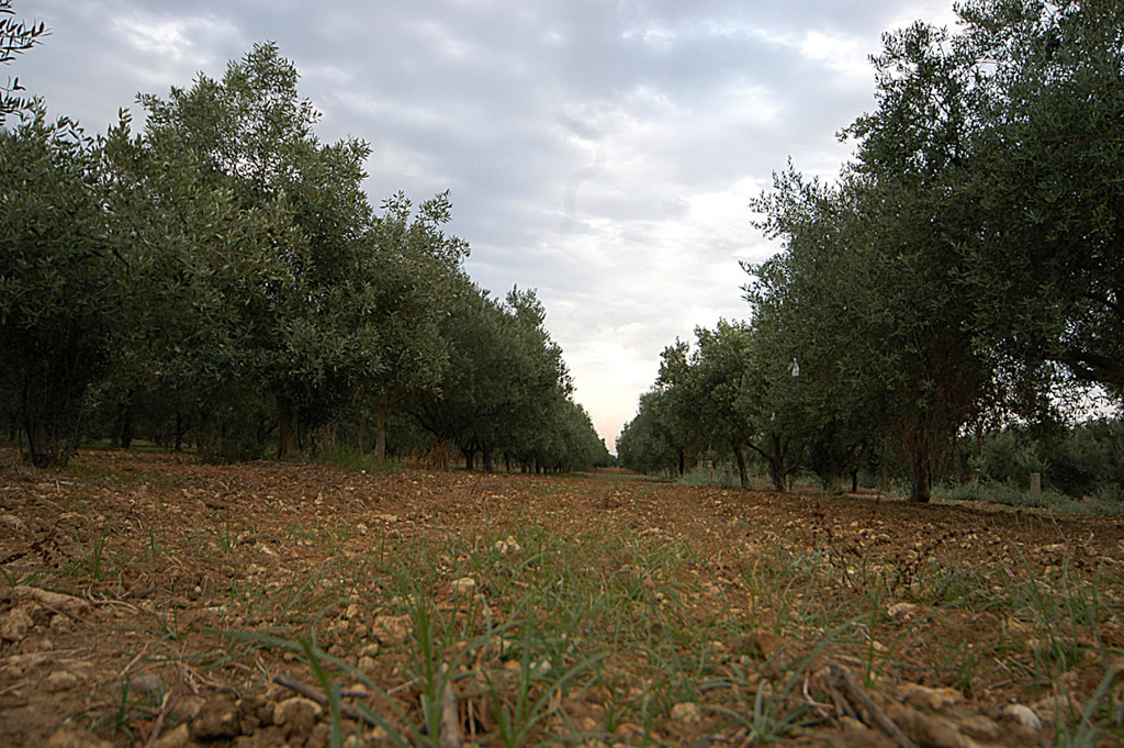 Valli Trapanesi DOP – Olio EVO foto-4