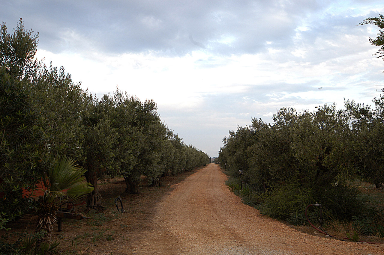 Valli Trapanesi DOP – Olio EVO foto-3