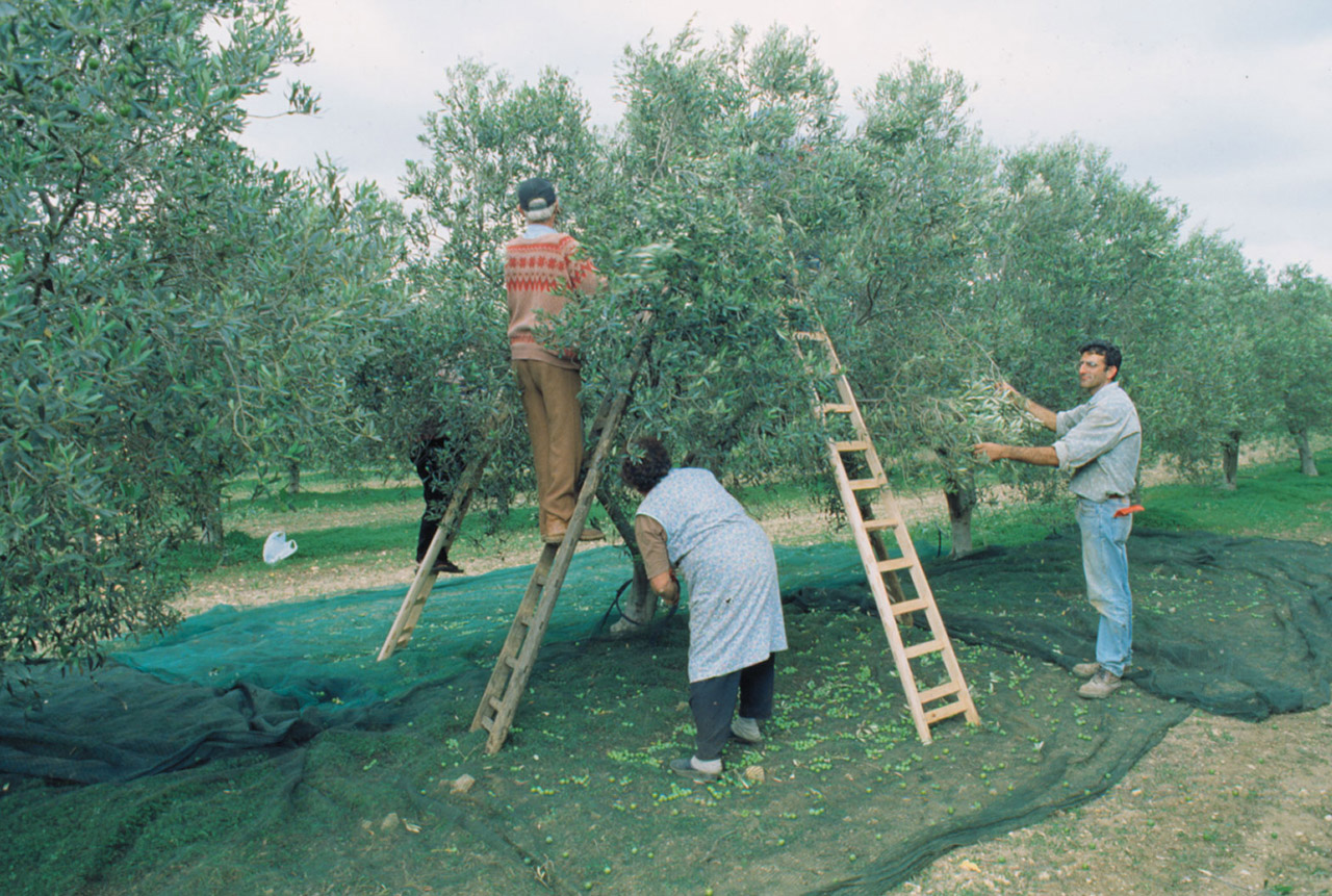 Valli Trapanesi DOP – Olio EVO foto-13