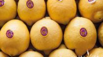 Consorzio di Tutela del Limone di Siracusa IGP: "Filiera IG garanzia assoluta di qualità e tracciabilità"