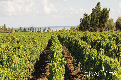 Mamertino di Milazzo DOP Foto-1 Mamertino di Milazzo DOP foto-1