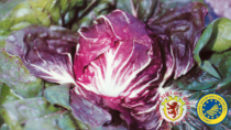 Il Radicchio di Chioggia IGP partecipa alla 119esima edizione di Fieracavalli