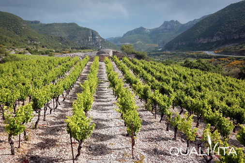 Terrasses du Larzac DOP foto-1