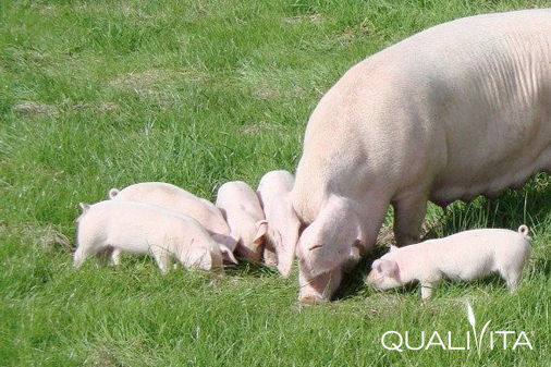 Traditionally Reared Pedigree Welsh Pork STG Foto-1 Traditionally Reared Pedigree Welsh Pork STG foto-1