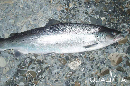 West Wales Coracle Caught Salmon IGP foto-1