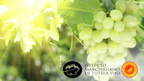 Istituto Marchigiano di Tutela Vini: Verdicchio d