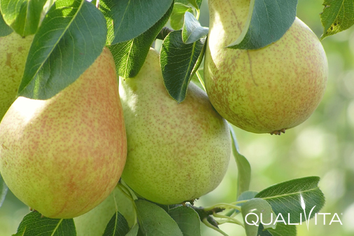 Williams Friulano IG Foto-1 Williams Friulano IG foto-1