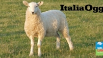 Welsh Lamb IGP per l