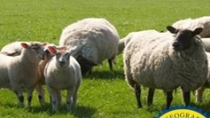 West Country Lamb IGP - Regno Unito