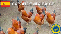 Capón de Vilalba IGP - Spagna