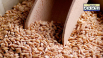 Farro, la rivincita dei cereali minori in crescita produzione e consumi