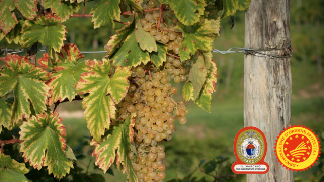 Consorzio Vini Frascati