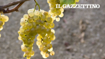 La Slovenia chiama "Collio" il suo vino Friuli, polemica sulla protezione del marchio