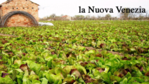 Radicchio di Chioggia IGP: coltura in sofferenza