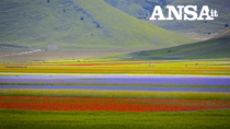 Terremoto risparmia Lenticchie di Castelluccio IGP