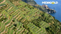 Cinque Terre DOP e Cinque Terre Sciacchetrà DOP, controlli e resconto della vendemmia 2016