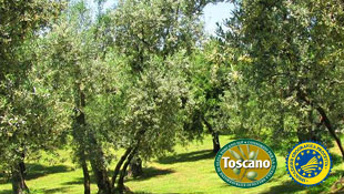 olio toscano IGP