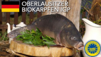 Oberlausitzer Biokarpfen IGP - Germania