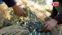 Toscana: Olio extravergine di oliva DOP IGP, al via la selezione 2019