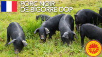 Porc Noir de Bigorre DOP - Francia