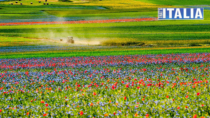 Lenticchia di Castelluccio di Norcia IGP: coriandoli di sapore