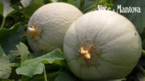 Promuovere nel mondo il Melone Mantovano IGP