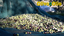 Settore olivicolo e PAC, un punto di svolta sempre più necessario